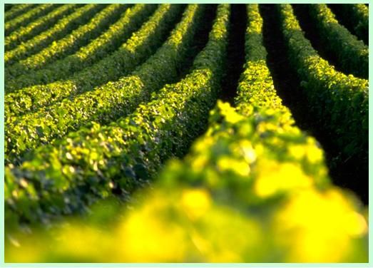 Magrisa Canarias Cosecha de plantas